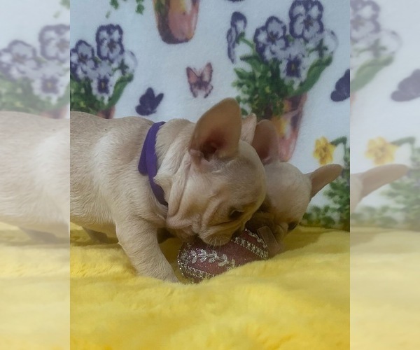 Full screen Photo #6 French Bulldog Puppy For Sale in ADELAIDE, WA, USA