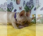 Small Photo #6 French Bulldog Puppy For Sale in ADELAIDE, WA, USA