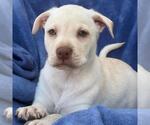 Small #7 Labrador Retriever Mix