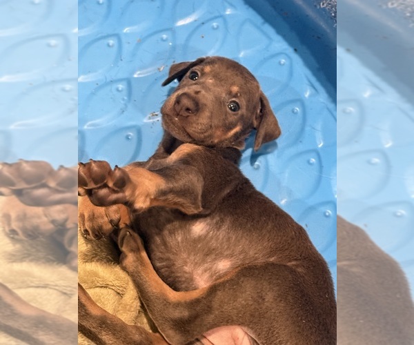 Medium Photo #1 Doberman Pinscher Puppy For Sale in PITTSBURGH, PA, USA