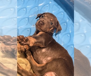 Doberman Pinscher Puppy for Sale in PITTSBURGH, Pennsylvania USA