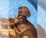 Small Doberman Pinscher