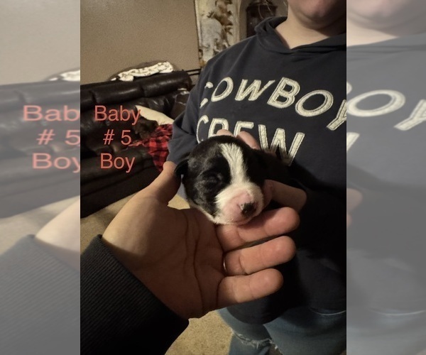 Medium Photo #31 Border-Aussie Puppy For Sale in MADRID, IA, USA
