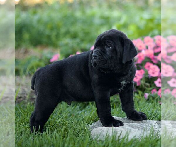 Medium Photo #5 Cane Corso Puppy For Sale in LANCASTER, PA, USA