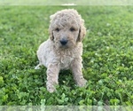 Small Photo #6 Labradoodle Puppy For Sale in CANON, GA, USA
