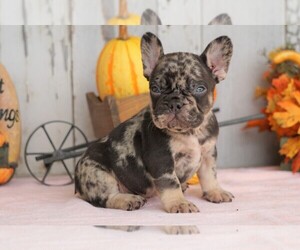 French Bulldog Puppy for sale in FREDERICKSBG, OH, USA