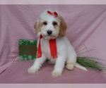 Small Photo #3 Goldendoodle (Miniature) Puppy For Sale in MILLERSBURG, OH, USA