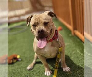 Mutt Dogs for adoption in Las Vegas, NV, USA
