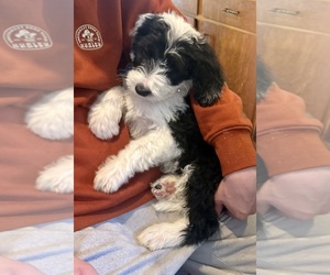 Sheepadoodle Puppy for sale in CARSON CITY, NV, USA