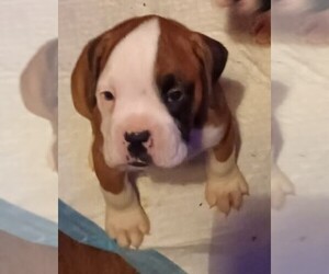 Boxer Puppy for sale in ROYSTON, GA, USA