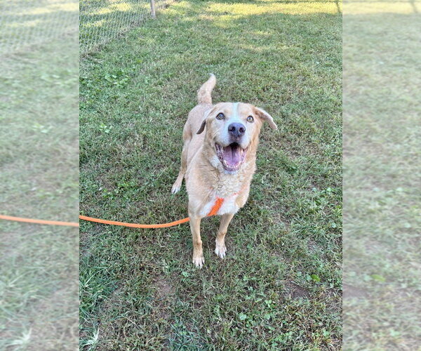 Medium Photo #4 Labrador Retriever-Unknown Mix Puppy For Sale in Mooresville, NC, USA