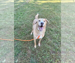 Valentino - Male Labrador Retriever-Unknown Mix Dog for Adoption - Photo #4