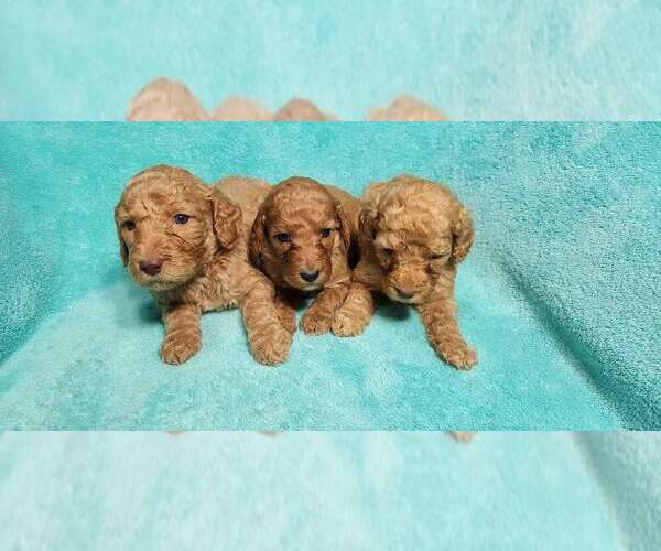 Medium Photo #15 Poodle (Standard) Puppy For Sale in AIKEN, SC, USA
