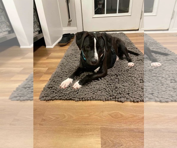 Medium Photo #8 Beagle-Unknown Mix Puppy For Sale in Holly Springs, NC, USA