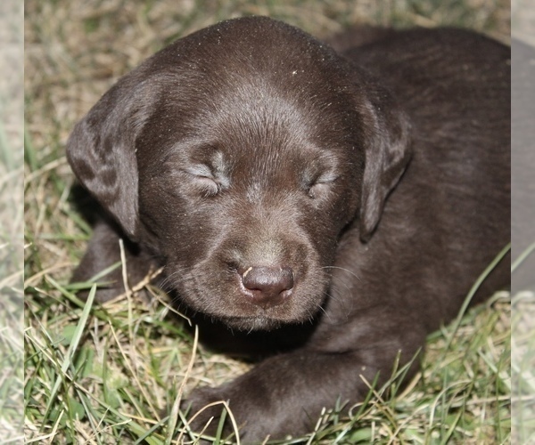 Medium Photo #1 Labrador Retriever Puppy For Sale in MANSFIELD, MO, USA