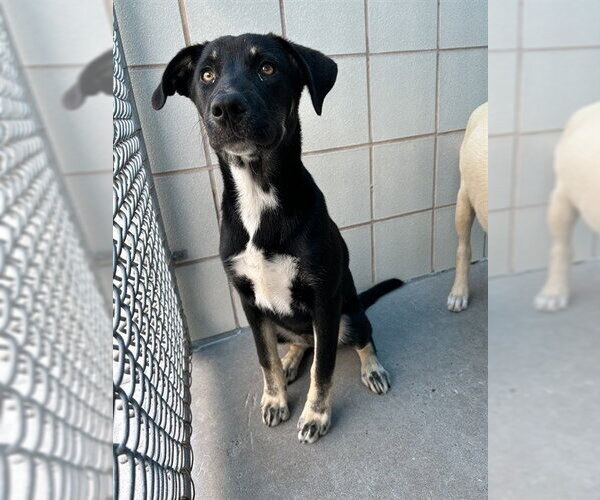 Medium Photo #1 Shepradors Puppy For Sale in Corpus Christi, TX, USA