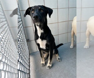 Shepradors Dogs for adoption in Corpus Christi, TX, USA