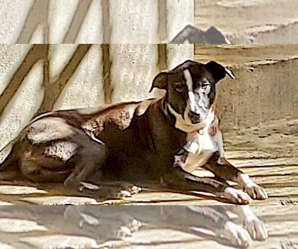 Medium Photo #3 Mutt Puppy For Sale in Virginia Beach, VA, USA