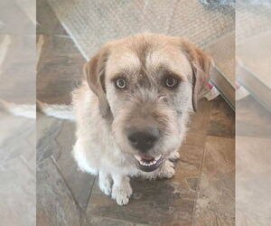 Irish Wolfhound-Unknown Mix Dogs for adoption in Ogden, UT, USA