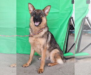 German Shepherd Dog-Unknown Mix Dogs for adoption in Wetumpka, AL, USA