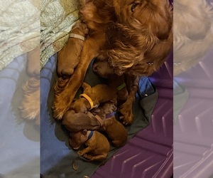 Cavalier King Charles Spaniel Puppy for sale in GREENLEAF, WI, USA