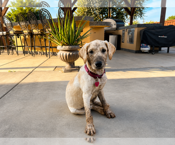 Medium Photo #4 Labrador Retriever Puppy For Sale in Clovis, CA, USA