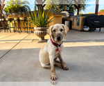 Small #3 Labrador Retriever