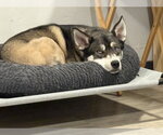Small #1 Mutt