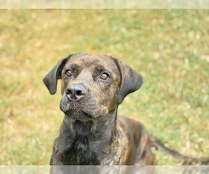 Brazilian Mastiff-Unknown Mix Dogs for adoption in Tulsa, OK, USA