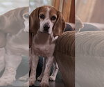 Small Beagle
