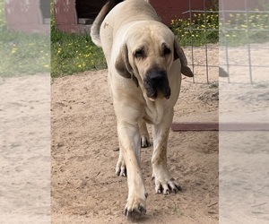 Father of the Fila Brasileiro puppies born on 05/17/2025