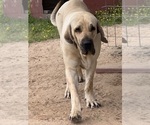 Small Photo #1 Fila Brasileiro Puppy For Sale in ROSHARON, TX, USA