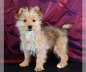 Yoranian Puppy for sale in ROCK VALLEY, IA, USA