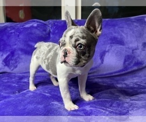 French Bulldog Puppy for Sale in CUMMING, Georgia USA