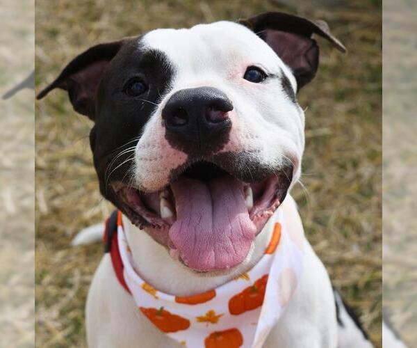 Medium Photo #1 American Staffordshire Terrier-Unknown Mix Puppy For Sale in San Antonio, TX, USA