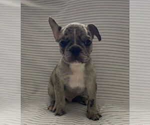 French Bulldog Puppy for sale in JOHNS ISLAND, SC, USA