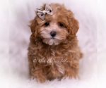 Small #3 Maltipoo (Toy)