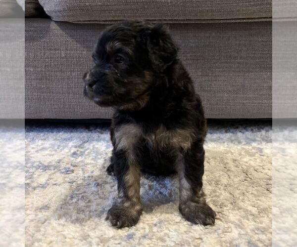 Medium Photo #2 Australian Mountain Dog Puppy For Sale in CULPEPER, VA, USA