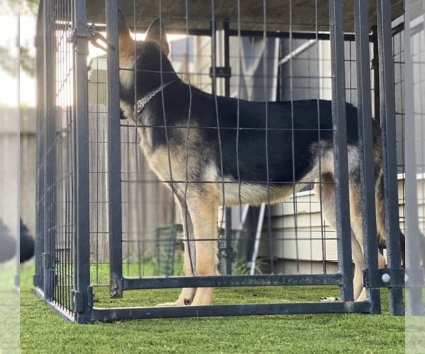 Medium Photo #2 German Shepherd Dog Puppy For Sale in CYPRESS, TX, USA
