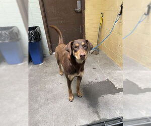 Doberman Pinscher Dogs for adoption in Stockton, CA, USA