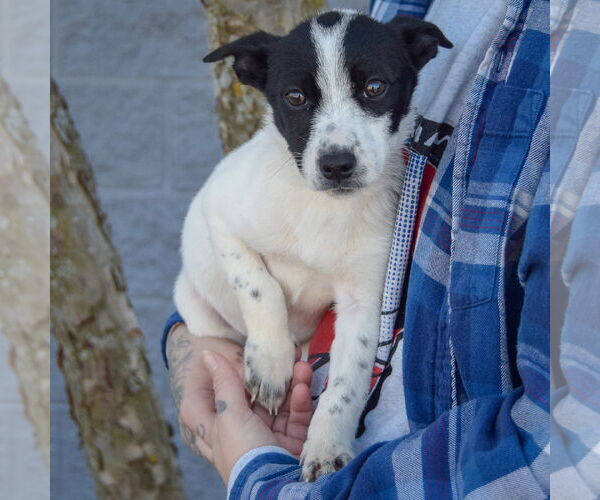 Medium Photo #3 Italian Greyhound-Jack Russell Terrier Mix Puppy For Sale in Huntley, IL, USA