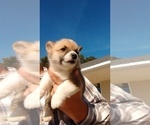 Small Photo #3 Pembroke Welsh Corgi Puppy For Sale in SPENCER, TN, USA
