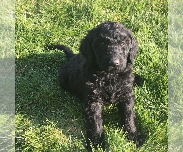 Medium Photo #1 Labloodhound-Labradoodle Mix Puppy For Sale in MEINERS OAKS, CA, USA