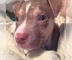Small #18 American Pit Bull Terrier Mix