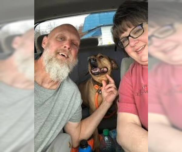 Medium Photo #6 Mutt Puppy For Sale in Thomasville, NC, USA