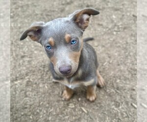 Australian Kelpie Puppy for sale in CAMAS, WA, USA
