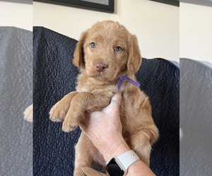 Medium Goldendoodle-Labrador Retriever Mix