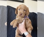 Puppy 4 Goldendoodle-Labrador Retriever Mix