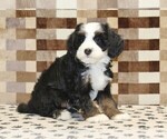 Small #3 Bernedoodle (Miniature)