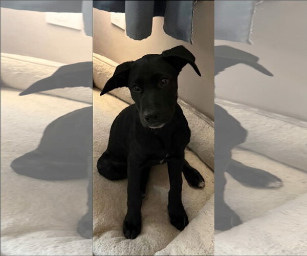 Medium Photo #2 Labrador Retriever-Unknown Mix Puppy For Sale in Alexander, AR, USA